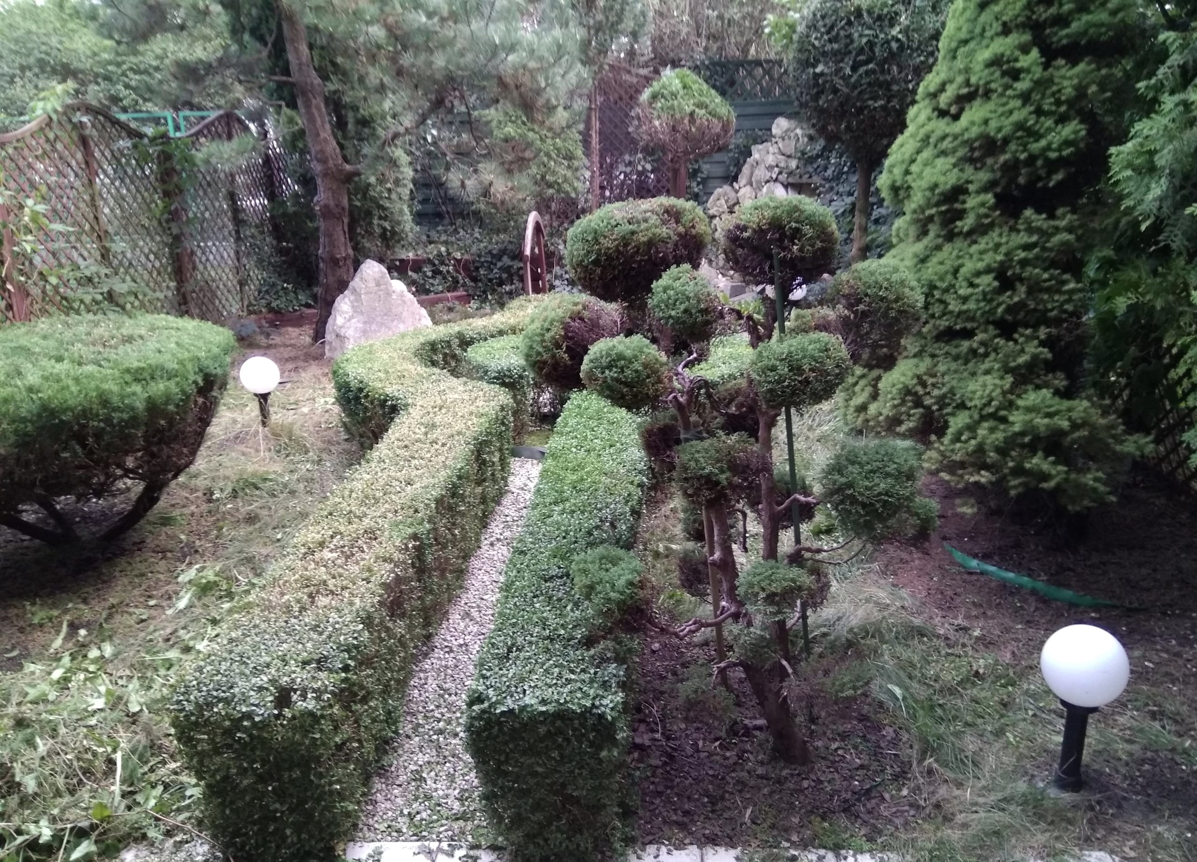 Formowane krzewy, żywopłot z bukszpanu i drzewka bonsai w ogrodzie
